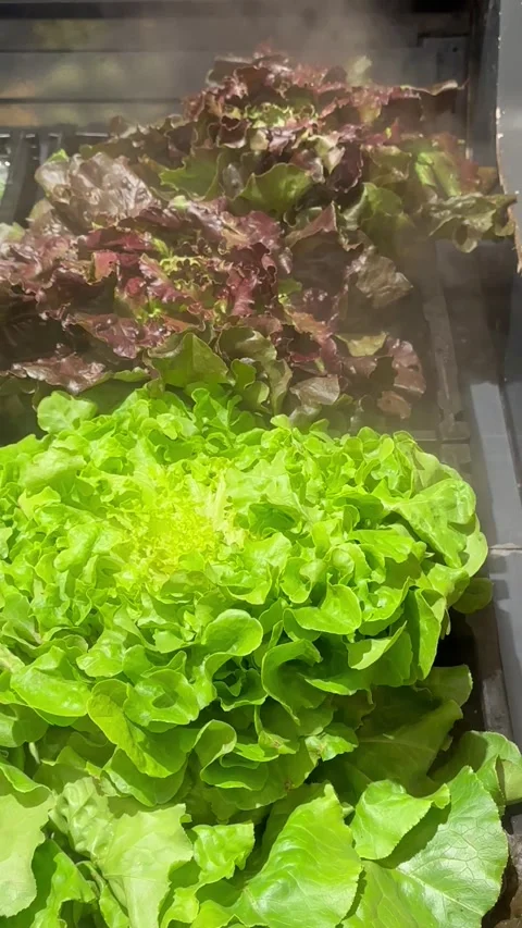 Salads on the counter with a cool breeze Stock Footage 249188765