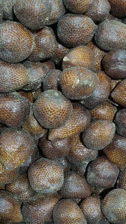 Salak Stock Footage 309840732