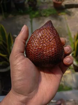A salak fruit in hand Stock Photos