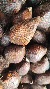 Salak fruit Stock Photos