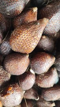 Salak fruit 写真素材