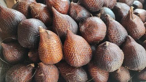Salak fruit 写真素材