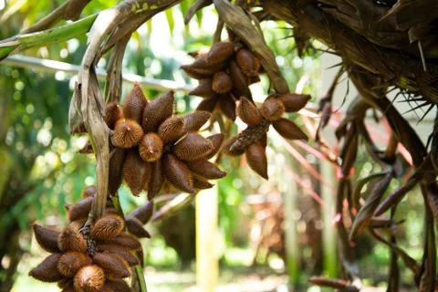 Salak fruit on tree Stock Photos