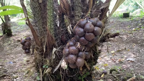 Salak or snake fruit tree in the garden at Turi, Sleman, Yogyakarta Stock Footage 347541537