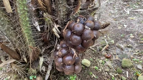 Salak or snake fruit tree in the garden at Turi, Sleman, Yogyakarta Stockbeeldmateriaal 347541538