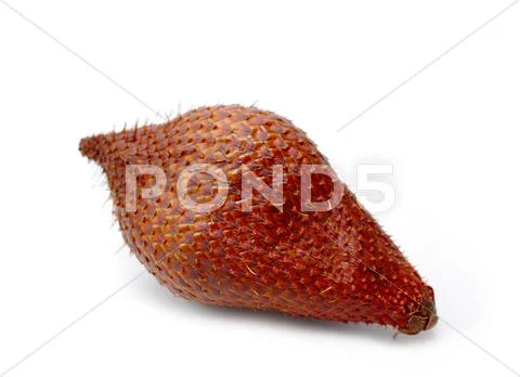 Salak palm, salacca wallichiana Stock Photos
