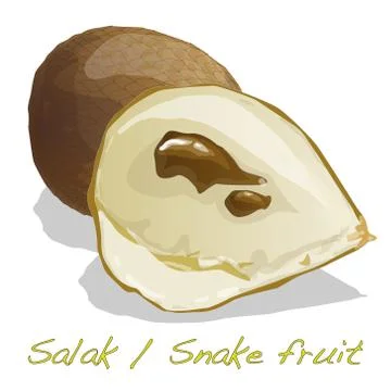 Salak / Snake fruit Stock Illustration