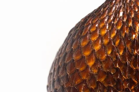 SALAK (SNAKE FRUIT) MACRO Stock Photos