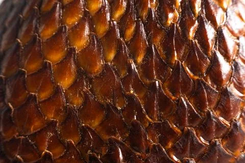 SALAK (SNAKE FRUIT) MACRO Stock Photos