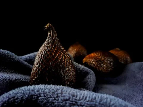 Salak is a type of palm fruit commonly eaten. snake fruit, its scientific n.. Stock Photos