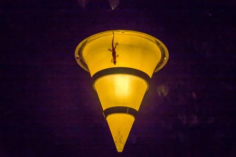 Salamanda lizard on a light Stock Photos
