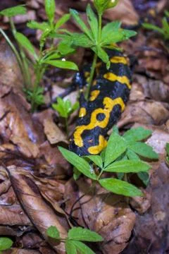 Salamander among the leaves in the wild Stock Photos