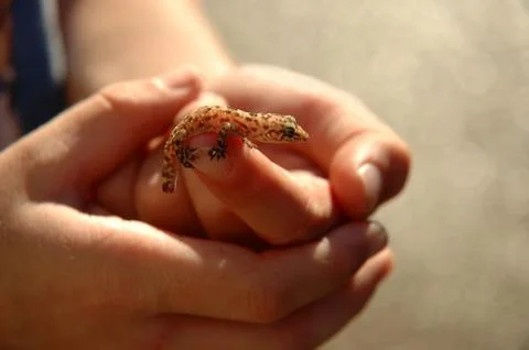 Salamander back lit Stock Photos