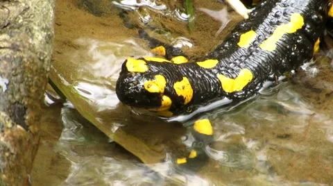 Salamander closeup Stock Footage 68849156