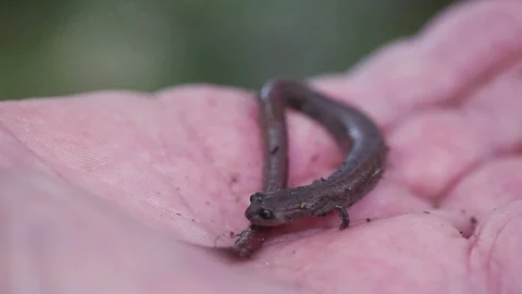 Salamander closeup Stock Footage 88711551