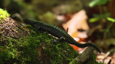 Salamander crawling Close up Stock Footage 59563302