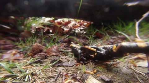 Salamander is Crawling on the the Grass Under the Fallen Tree Stock Footage 63993935