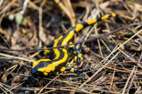 Salamander crawling on leaf soil Stock Photos