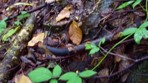 Salamander crawling through leafy ground in the forest. Stock Footage 78626089