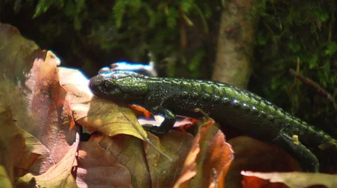 Salamander crawling through the undergrowth Close up Stock Footage 59563433