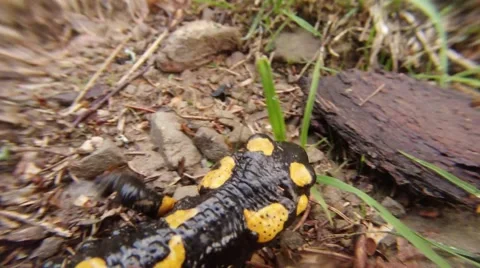 Salamander is Crawling on the Withered Grass in the Meadow Stock Footage 63994018
