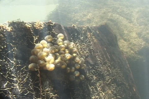 Salamander Eggs Underwater Stock Footage