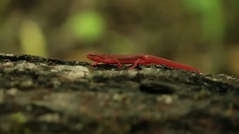 Salamander on fallen tree Stock Footage 73061202