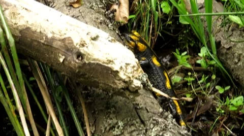 Salamander fell Stock Footage 68849147