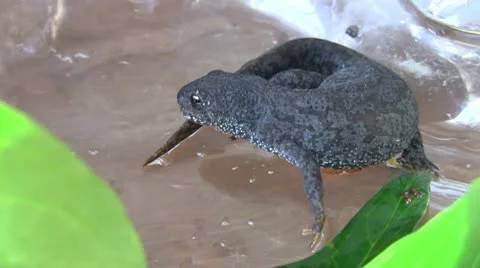 Salamander Stock Footage 10696298