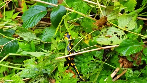 Salamander Stock Footage 157939716