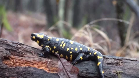 Salamander Stock Footage 162608710