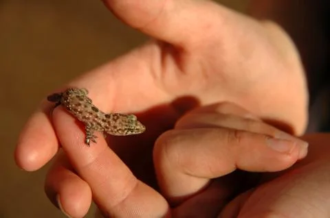 Salamander front lit Stock Photos