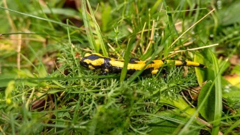 The salamander in the grass Stock Photos