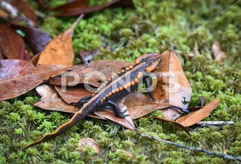 Salamander on green mos/ wildlife reptile crocodile salamander spotted orange Stock Photos