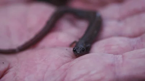 Salamander on hand Stock Footage 88711542
