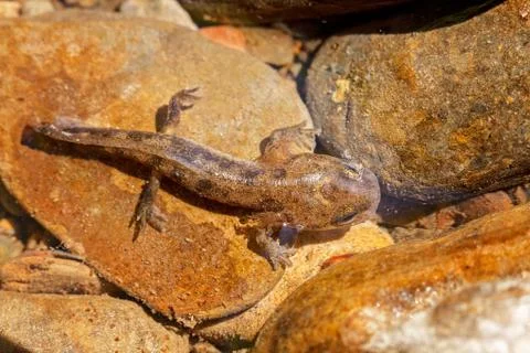 Salamander larva Foto stock gratuite