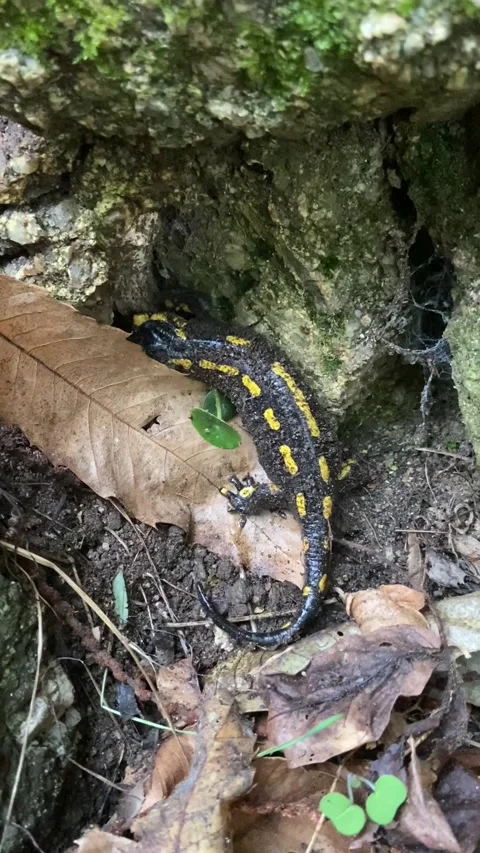 Salamander in Les Cévennes Stockbeeldmateriaal 348075267