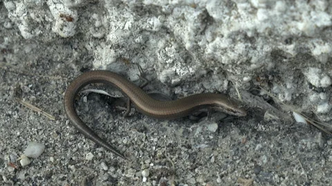 Salamander lizard snake Vidéo 242334938