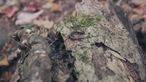 Salamander on a log in the woods Stock Footage 81536757