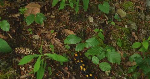 Salamander in nature Stock Footage 144453990