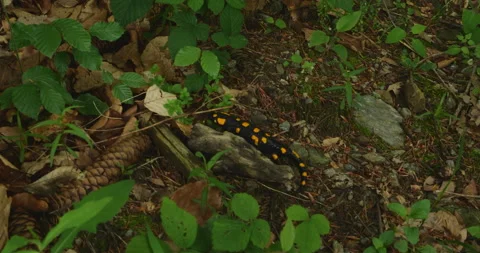 Salamander in nature Stock Footage 144454342