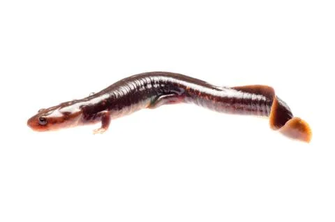 Salamander newt Stock Photos