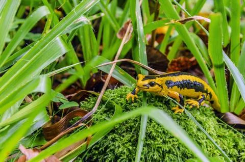 Salamander, one beautiful yellow tiny creature close to the river Stock Photos