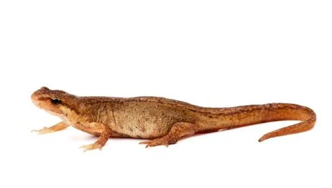 Salamander, or newt, on white background Stock Photos