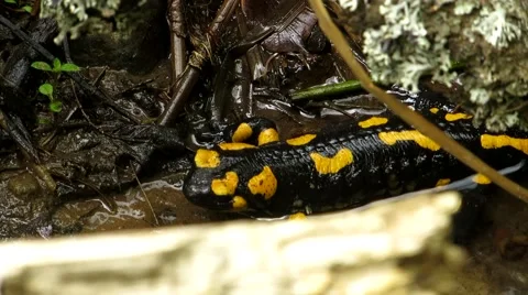 Salamander out of the water Stock Footage 68849145