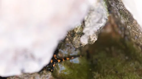 Salamander perched on a rock Stock Footage 68551503