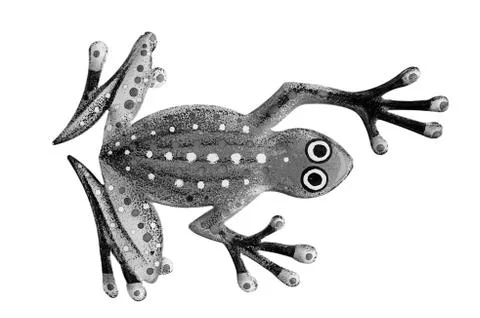 Salamander Stock Photos