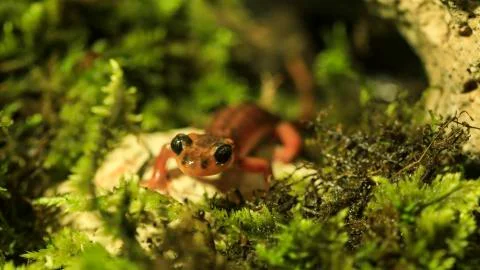 Salamander Foto stock