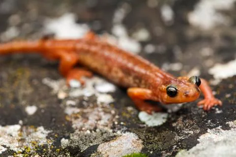 Salamander Foto stock