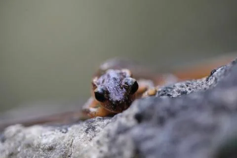 Salamander Foto stock